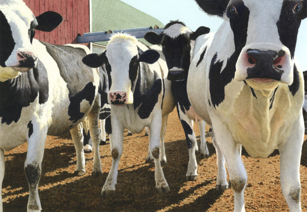 "Curious Cows-Spring Morning" Watercolor Open Edition Print