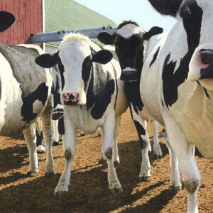 "Curious Cows-Spring Morning" Watercolor Open Edition Print