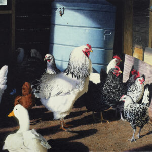 "Hen House Morning" Watercolor Open Edition Print