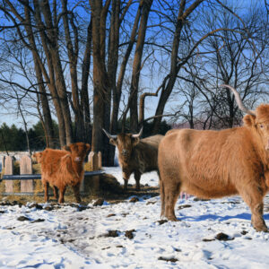 "Highland Cattle in Winter" Watercolor Open Edition Print