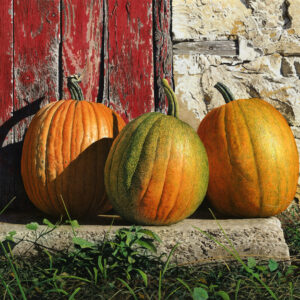 "Ripening Pumpkins" Watercolor Signed and Numbered Print